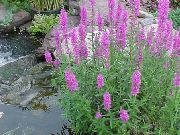lilac Purple Loosestrife, Wand Loosestrife Garden Flowers photo