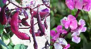 ružový Ruby Žiara Hyacint Bean Záhradné Kvety fotografie