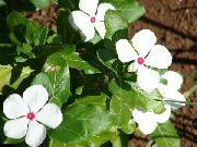 bílá Růže Brčál, Kajenský Pepř Jasmín, Madagaskar Brčál, Stará Panna, Vinca Zahradní květiny fotografie