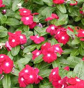 vermelho Periwinkle Rosa, Jasmim De Caiena, Madagascar Pervinca, Solteirona, Vinca Flores do Jardim foto
