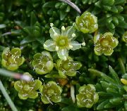 žalias Sandwort Sodo Gėlės nuotrauka