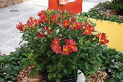 roșu Alstroemeria, Crin Peruvian, Crin A Incasilor Gradina Flori fotografie