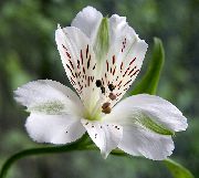 бял Alstroemeria, Перуанска Лилия, Момина Инките Градински цветя снимка