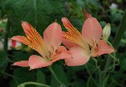 rosa Inkalilien, Peruanische Lilie, Lilie Der Inkas Garten Blumen foto