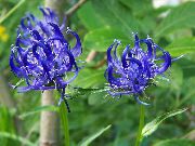 blau Gehörnten Rampion Garten Blumen foto