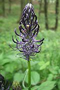 black Horned Rampion Garden Flowers photo