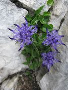 фото блакитний Квітка Кольник