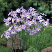 lilac Glory Of The Sun Garden Flowers photo