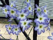 azzurro Gloria Del Sole Fiori del giardino foto