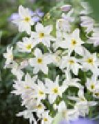 biały Leukokorin (Levkokorina) Kwiaty ogrodowe zdjęcie
