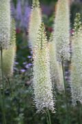 бял Лисича Опашка Лилия, Пустинен Свещ Градински цветя снимка