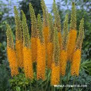 laranja Lírio Foxtail, Vela Deserto Flores do Jardim foto