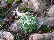 valkoinen Rock Krassi Puutarhan Kukat kuva