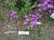 紫丁香 Triteleia，草螺母，ithuriel的长矛，沃利篮 园林花卉 照片