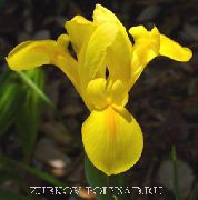 foto Nizozemski Iris, Španjolski Šarenica Cvijet
