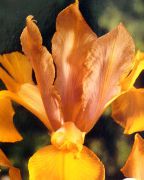 orange Dutch Iris, Spansk Iris Hage Blomster bilde