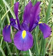 ljubičasta Nizozemski Iris, Španjolski Šarenica Vrt Cvijeće foto