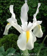 biela Dutch Iris, Španielčina Iris Záhradné Kvety fotografie