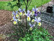 light blue Dutch Iris, Spanish Iris Garden Flowers photo