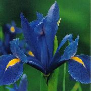 azul Iris Holandês, Íris Espanhol Flores do Jardim foto