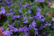 modrý Víla Ventilátor Kvetina  fotografie