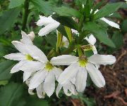 biały Scaevola Kwiaty ogrodowe zdjęcie