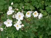 бял Японски Анемония Градински цветя снимка