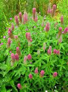 pink Red Feathered Clover, Ornamental Clover, Red Trefoil Garden Flowers photo