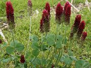 勃艮第 红羽毛三叶草，观赏三叶，红三叶 园林花卉 照片