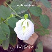 白 蝴蝶豌豆 园林花卉 照片