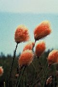 fotografie Bumbac Iarbă Floare