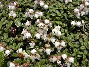 白 Arcterica 园林花卉 照片