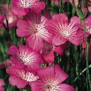 rosa Kornrade Garten Blumen foto