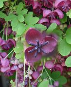 purpurs Pieci Leaf Akebia, Šokolāde Vine Dārza Ziedi foto