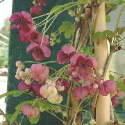 ブルゴーニュ 5葉アケビ、アケビ 庭の花 フォト