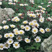 foto Mount Atlas Daisy, Mt. Atlas Tratinčica, Pellitory, Španjolski Kamilice Cvijet