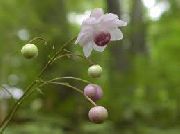 ფოტო ცრუ Anemone ყვავილების