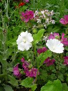 branco Snowcup, Anoda Estimulado, Algodão Selvagem Flores do Jardim foto