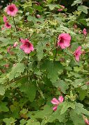 rosa Snowcup, Spornte Anoda, Wilde Baumwolle Garten Blumen foto