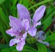 блакитний Бабіана Садові Квіти фото