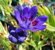 mėlynas Pavianas Gėlė Sodo Gėlės nuotrauka