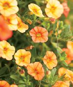 oranžinis Calibrachoa, Mln Varpai Sodo Gėlės nuotrauka