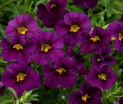 purpurowy Calibrachoa Kwiaty ogrodowe zdjęcie