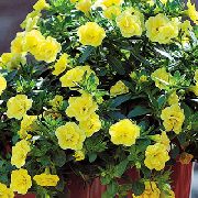 žlutý Calibrachoa, Milion Zvonky Zahradní květiny fotografie