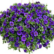 blau Calibrachoa, Millionen Glocken Garten Blumen foto