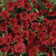 rood Calibrachoa, Miljoen Klokken Tuin Bloemen foto