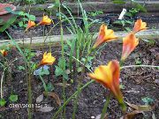 オレンジ 雨ユリ 庭の花 フォト