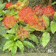 red Torch Lily, Blood Lily, Paintbrush Lily, Football Lily, Powderpuff Lily, Fireball Lily Garden Flowers photo