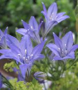 light blue Grass Nut, Ithuriel's Spear, Wally Basket Garden Flowers photo