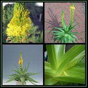 žlutý Bulbine, Bulbinella, Hořet Želé Rostlina, Kráčel Bulbine, Oranžová Bulbine Zahradní květiny fotografie